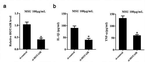 Figure 4. HOTAIR knockdown inhibited the secretion of inflammatory cytokines by monocytes. THP-1 cells stimulated with MSU crystals were transfected with adenovirus-mediated si-HOTAIR or si-control. A. LncRNA HOTAIR expression was down-regulated in the si-HOTAIR group than si-control. B. IL-1β and TNF-α levels were reduced in the si-HOTAIR group than si-control. *P< 0.05, compared with si-control. Data are pooled from three individual experiments