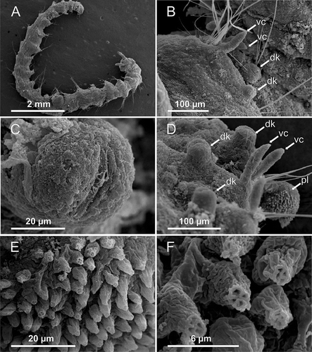 Figure 5. Axiokebuita minuta, Antarctic (Bellingshausen Sea) specimens from BENTART–06 cruise. MNCN 16.01/13600, (A) general view of the animal, (B) chaetiger 3, (C) chaetiger 20 notopodial knob with ciliation, (D) chaetigers 21–23 and pygidial lobe, (E,F) detail of pygidial adhesive papillae. dk, dorsal knob; pl, pygidial lobe; vc, ventral cirrus.