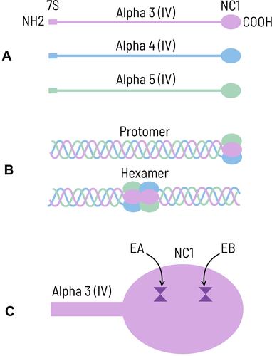 Figure 1 (A) Cartoon showing alpha3, alpha4 and alpha5 chains of type IV collagen. Each chain consists of collagenous component in the middle with non-collagenous domains (7S and NC1) at the ends. (B) NC1 domains of the alpha3, alpha4 and alpha5 chains join to form a triple helical extensively crosslinked molecule known as protomer. The protomers dimerize at NC1 domains to form alpha3.alpha4.alpha5 (IV)NC1 hexamers. (C) Cartoon depicting NC1 domain of the alpha3 chain of type IV collagen with two epitopes, namely EA (residues 17–31) and EB (residues 127–141). Copyright © 2022 Mohammed Akhtar, Corel Corporation and its licensors. All rights reserved.