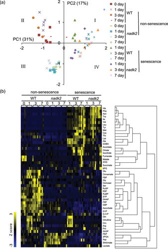 Figure 2. Metabolome analysis in non-senescent leaves and dark-induced senescent leaves. (a) PCA of metabolic data obtained from wild-type (WT) plants and nadk2 mutants; (b) a dendrogram obtained by HCA (right) and a heat map (left) of metabolites in WT plants and nadk2 mutants. HCA was performed using the Z score. Each column of the heat map corresponds to an individual experiment; n = 5.