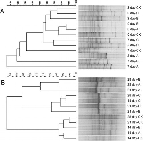 Figure 4. Effects of different treatments on fungal community structure. DGGE cluster analysis of soil fungal communities on days 0, 3, 7 (A) and days 14, 21, 28 (B). CK: soil with no additions; A: soil supplemented with P. liquidambari B3; B: fermentation medium containing food waste and wheat straw, un-inoculated with P. liquidambari B3; C: fermentation broth containing food waste and wheat straw, inoculated with P. liquidambari B3 (laccase activity, 607.2 ± 4.7 U/mL).