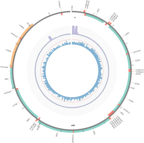 Figure 3. Circular map of the mitogenome of D. rufipennis.