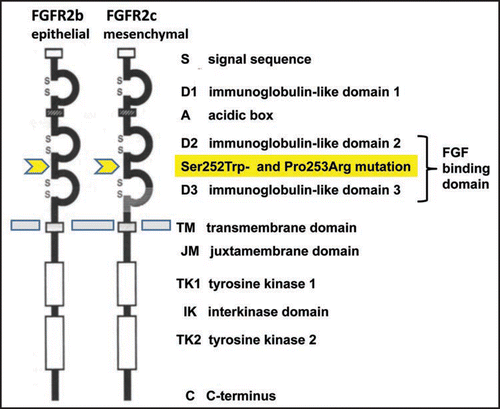 Figure 2 FGFR2 isoforms, FGFR2b and FGFR2c, generated by alternative splicing of FGFR transcripts. The immunoglobulin-like domains D2 and D3 constitute the FGF-ligand binding domains. Apert-mutations, Ser252Trp and Pro253Arg, are located in the interlinker domain (ILD) between D2 and D3 which lead to changes of ligand binding affinity, specificity and delayed lysosomal receptor degradation.