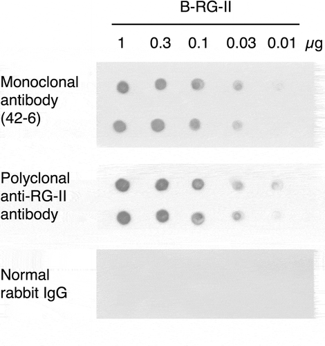 Figure 1. Reactivity of monoclonal antibody with borate-rhamnogalacturonan II complex (B-RG-II).A positively charged nylon membrane was spotted with 1 µL of 20 mM Tris-HCl (pH 8.0) containing various amounts of B-RG-II in duplicate, and then subjected to chemiluminescent immunodetection with anti-RG-II antibodies. Monoclonal antibody (42–6), the recombinant rabbit monoclonal antibody produced in this study used at 1 ng/mL; polyclonal rabbit antibody, the antibody previously raised and characterized in our laboratory [Citation14] and used at 2 µg/mL; normal rabbit IgG, immunoglobulin G from unimmunized rabbit used at 2 µg/mL.