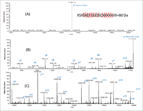 Figure 5. (A) CID fragmentation spectrum of light chain AA25–43+80 Da in 400–1800 m/z (B) Zoom in m/z 300–1100 (C) Zoomed in m/z 1200–2000.