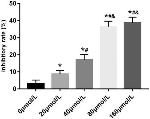 Figure 1. Effect of different concentrations of ginsenoside Rb1 on the inhibitory rate of human uterine fibroid cells. Note: *p < .05 compared with 0 μmol/L group; #p < .05 compared with 20 μmol/L group; &p < .05 compared with 40 μmol/L group.
