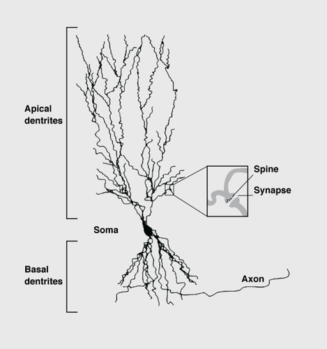Figure 4. Schematic drawing of a CA3 pyramidal neuron plus its dendrites. Note the small soma in comparison to the highly arborized apical and basal dendrites. Inset; dendritic shafts can build up protrusions (spines) that form synapses with axons or dendrites from other neurons. Synapses are sites of signal transmission between neurons. Formation and disappearance of spines are regulated by many factors such as gonadal hormones. Chronic psychosocial stress reduces the arborization of the apical dendrites, thus reducing the surface area of the neuron with the consequence that the neuron receives less information from other neurons (see text for details).