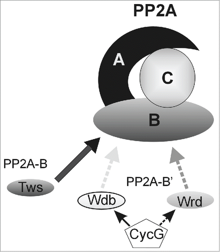 Figure 4. Model of CycG activity. By binding differentially to B′ subunits, CycG may influence their recruitment into PP2A trimeric complexes, thereby affecting PP2A specificity and activity in a context-dependent manner.