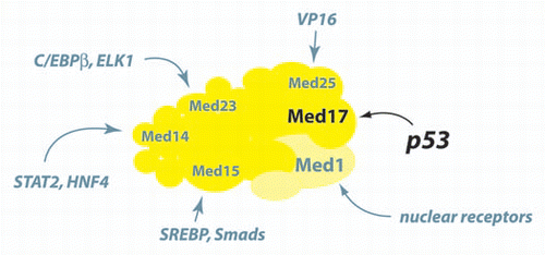 Figure 1 p53 binds a surface within MED17 that is not targeted by other transcription factors.