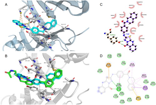 Figure 7. (A) Binding mode of ZDS20 with PD-L1 dimer (PDB 6R3K). (B) The overlay of ZDS20 with BMS202 in PD-L1 dimer. Images of A and B were generated by PyMol. (C) Detailed hydrophobic interaction of ZDS20 with the dimeric PD-L1 protein. Image was generated by LigPlus. (D) Binding map contacts of ZDS20 with PD-L1 protein. Image was generated by Discovery Studio.