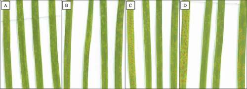 Fig. 1 Leaf rust infection types on wheat leaves inoculated with Puccinia triticina isolate 06-1-1 TDBG grown at 8°C. Infection types observed at (a) 26, (b) 30, (c) 38, and (d) 42 days after inoculation. From left to right within each panel, the lines are Thatcher (Tc), Tc-Lr34 (RL6058), Tc-Lr34 (RL6091) and Glenlea