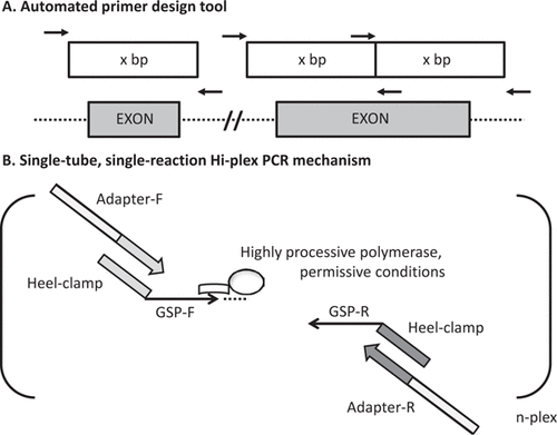 Figure 1. Schematic overview of Hi-Plex design features.A) Gene-specific primer regions are designed to yield product with a defined size (100 bp) within a narrow window to allow stringent size selection. B) In a single reaction, 5′ heeled (heel clamp) gene-specific primers (GSP-F and GSP-R) representing all targeted amplicons (n-plex) are combined with adapter primers for PCR-based thermocycling. A highly processive and high-fidelity thermostable DNA polymerase (e.g., Phusion high-fidelity polymerase) is used, along with permissive reaction conditions for annealing and extension. This experimental design includes GSPs of 20 to 30 bases, forward heel clamp comprising 23 bases, and reverse heel clamp of 19 bases. The forward and reverse adapter primers were 41 and 30 bases, respectively (see Supplementary Table S1). It is envisaged that a variety of heeled primer designs with various element attributes would prove effective.