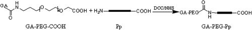 Figure 3. Equation of GA-PEG-Pp reaction.