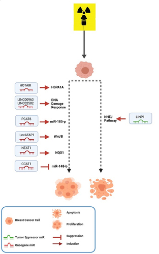 Figure 3. LncRNAs involved in radiotherapy of BC. LncRNAs have important roles in the radiotherapy responses via regulating different oncogenes or tumor suppressors in BC cells.