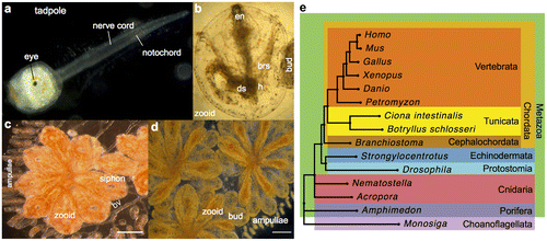 Figure 1. B. schlosseri anatomy, life cycle, and phylogeny. B. schlosseri reproduces both through sexual and asexual (budding) pathways, giving rise to virtually identical adult body plans. Upon settlement, the tadpole phase of the B. schlosseri lifecycle (a) will metamorphose into a founder individual (oozooid) (b), which through asexual budding, generates a colony. The colony includes three overlapping generations: an adult zooid, a primary bud, and a secondary bud, all of which are connected via a vascular network (bv) embedded within a gelatinous matrix (termed tunic). The common vasculature terminates in finger-like protrusions (ampullae; b–d). (c). Through budding, B. schlosseri generates its entire body, including digestive (ds) and respiratory (brs) systems, a simple tube-like heart (h), an endostyle (en) that harbors a stem cell niche, a primitive neural complex, and siphons used for feeding, waste, and releasing larvae (b–d). Each week, successive buds grow (d) and complete replication of all zooids in the colony, replacing the previous generation’s zooids, which die through a massive apoptosis. (e) A phylogenomic tree produced from the analysis of 521 nuclear genes (40,798 aligned amino acids) from 15 species, including B. schlosseri. Scale bar-1 mm.Source: DOI: 10.7554/eLife.00569.003.