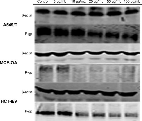 Figure 3 Ability of quinine to inhibit expression of P-gp in A549/T, MCF-7/A, and HCT-8/V cells using the Western blot assay.Note: Concentrations of quinine were 5 µg/mL, 10 µg/mL, 25 µg/mL, 50 µg/mL, and 100 µg/mL.Abbreviation: P-gp, P-glycoprotein.