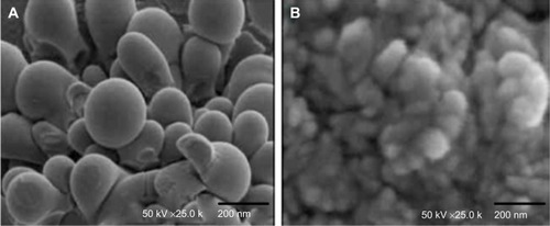 Figure 3 TEM micrographs of (A) ISTPPLG4 NPs and (B) ISTPPLG6 NPs.Abbreviations: ISTPPLG4 NPs, insulin-loaded tocopherol poly(ethylene glycol) 1000 succinate-emulsified poly(ethylene glycol)-capped poly(lactic-co-glycolic acid) (78/22) nanoparticles; ISTPPLG6 NPs, insulin-loaded tocopherol poly(ethylene glycol) 1000 succinate-emulsified poly(ethylene glycol)-capped poly(lactic-co-glycolic acid) (68/32) nanoparticles; TEM, transmission electron microscope.