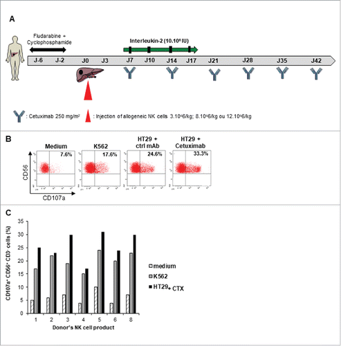 Figure 1. Cytotoxic activity of expanded NK cells. A. Adoptive NK cell transfer schedule. B-C, Expanded NK cell products from 7 donors were stimulated by K562 or Cetuximab coated-HT29 cell line for 4 h at effector to target ratio 2:1 before CD107 a staining. Expression of CD107 a was assessed by flow cytometry on CD3- CD56+ NK cells. B. Representative dot plot of one donor's NK cell product is shown (patient 2). Percentages refer to the percentage of CD107 a+ CD56+ cells among CD3- NK cells. Rituximab coated-HT29 cell line was used as control mAb (ctrl mAb). C. Each column indicates the percentage of CD107 a+ CD56+ CD3- NK cells from a single donor.