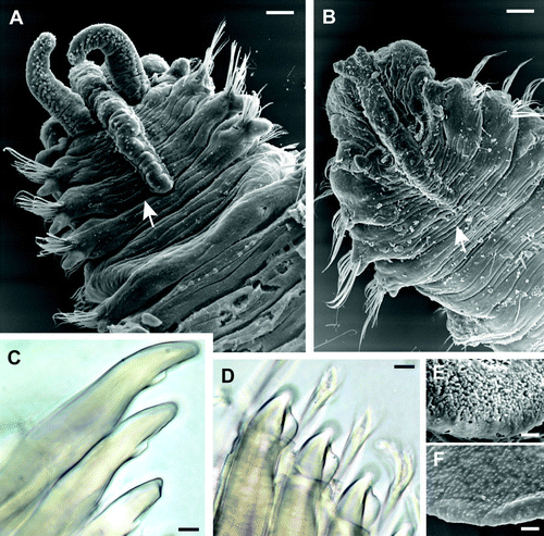 Fig. 2  (A) Polydora haswelli dorsal anterior SEM, palps regenerating, obscured prostomial tip bilobed as in Polydora websteri. (B) Polydora websteri dorsal anterior SEM. Arrows in A–B mark chaetiger 3 posterior boundaries. (C–D) Chaetiger 5 spines under light microscopy: (C) P. haswelli left side ventral view; (D) P. websteri in right side dorsal view. (E–F) SEM detail of pygidial fan inner surfaces: (E) P. haswelli fan; (F) P. websteri fan. Scale bars: A–B, 100 µm; C–D, 10 µm; E–F, 20 µm.