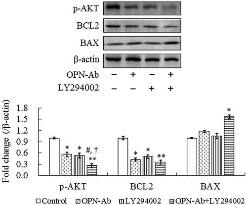 Figure 6. LY294002 suppressed the activation of AKT signaling pathway. Western blots (upper panel) and corresponding densitometry result (low panel) revealed the expressions of p-AKT, BCL2 and BAX proteins in BRL-3A cells after treatment with PI3K/Akt inhibitor LY294002 alone or in combination of LY294002 and OPN-Ab. β-actin was used as a loading control. The data are presented as mean ± SEM. *p < .05, **p < .01 vs control group, #p < .05 vs OPN-Ab alone-treated group, †p < .05 vs LY294002 alone-treated group.