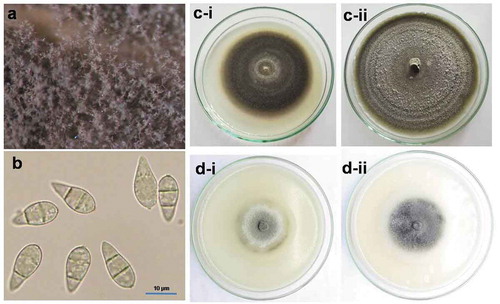 Fig. 2 Vegetative and reproductive growth of Magnaporthe oryzae (pathotype Triticum) under laboratory conditions; (a) ash coloured conidial growth of the fungus on the incubated rachis; (b) 2-septed hyaline pear-shaped conidia under compound microscope (magnification 400X); (c) single-spore colony of both isolates – i. TrBWMRI-19M6, ii. TrBWMRI-19M7 – on potato dextrose agar medium; and (d) sporulation of both isolates – i. TrBWMRI-19M6, ii. TrBWMRI-19M7 – on oatmeal agar medium