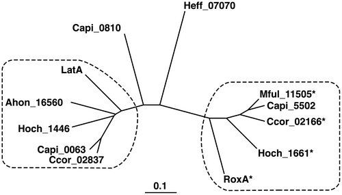 Figure 3. Phylogenetic tree of LatA, RoxA, and their orthologs.