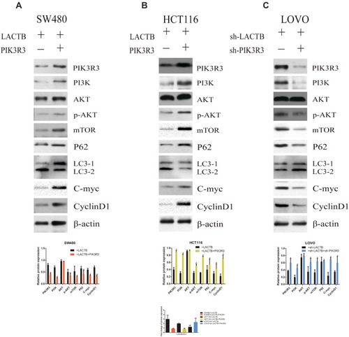 Figure 8 The regulatory effects of LACTB on autophagy can be partially attributed to the PI3K/AKT/mTOR signaling pathway via regulation of the level of PIK3R3. (A–C) PI3K expression was increased and blocked in stable PIK3R3-overexpressing and PIK3R3-knockdown cell lines, respectively, and these changes affected the expression of PI3K, AKT, p-AKT and mTOR, as observed by Western blotting. Additionally, PIK3R3 silencing inhibited the PI3K/AKT/mTOR signaling pathway, which lead to reduced expression of PI3K, p-AKT and mTOR. In contrast, the LC3-II/LC3-I expression ratio was augmented after PIK3R3 silencing, and this enhancement resulted in suppression of the PI3K/AKT/mTOR signaling pathway and thereby the induction of autophagy, as demonstrated by a decreased level of the negative autophagy marker P62. In addition, decreased levels of C-Myc and cyclinD1 resulted in the inhibition of proliferation (*P<0.05), as determined by Student’s t-test.