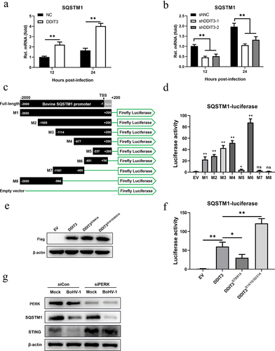 Figure 7. The increase in SQSTM1 expression is DDIT3 dependent in MDBK cells. (a) qPCR analysis of SQSTM1 mRNA levels in DDIT3-overexpressing or control cells infected with BoHV-1 (MOI =0 .1) at 12 and 24 hpi. (b) qPCR analysis of SQSTM1 mRNA levels in DDIT3 knockdown cells at 12 and 24 h after BoHV-1 infection (MOI =0 .1). (c, d) HEK293T cells were co-transfected with a series of truncated SQSTM1 promoter constructs (M1 to M8) (c) together with a Renilla luciferase reporter vector and analyzed for dual luciferase activity (d). (e) Immunoblot analysis of bovine DDIT3 and mutants in HEK293T cells. (f) Expression of luciferase (Luc) activity of the SQSTM1 promoter (M6) reporter in HEK293 cells co-transfected with DDIT3 or mutants together with the pRL-TK-luc vector. The means and SD from three independent experiments are shown. **, P <0 .01; *, P < 0.05; ns, not significant. (g) At 36 h after siPERK transfection, MDBK cells were infected with BoHV-1 (MOI =0 .1), and the cells were harvested at 24 hpi for immunoblot analysis.