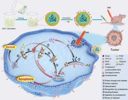 Figure 1 Schematic illustration for the synthesis of tPF@PCM and the synergistic mechanism for cancer therapy. Briefly, PF@PCM was first synthesized via nanoprecipitation and resolidification methods and then coupled with tLyP-1. The obtained tPF@PCM was next injected to 786-O tumor-bearing mice via the tail vein. At a local temperature of 45 °C by laser irradiation, Fe3O4 NPs were released from tPF@PCM and triggered the generation of ROS efficiently, resulting in increased unfolded or misfolded proteins in the ER lumen. The DUB inhibitor PR-619 suppressed the degradation of these damaged proteins, exacerbating ER stress, and finally leading to apoptosis of cancer cells. ① NIR-activated solid-to-liquid phase transition of tPF@PCM and release of Fe3O4 NPs and PR-619. ② Production of ROS via enhanced Fenton reaction by moderate heat of 45 °C. ③ Ubiquitination of unfolded and misfolded proteins. ④ Recognition of ubiquitinated proteins by the proteasome. ⑤ Deubiquitination of ubiquitinated proteins mediated by deubiquitinase. ⑥ Degradation of damaged proteins by the proteasome. ⑦ Recycling of ubiquitins after deubiquitination.