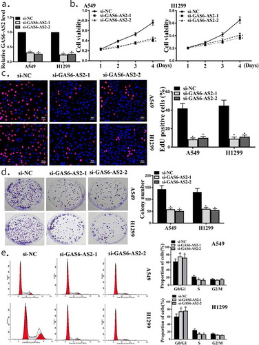 Figure 2. GAS6-AS2 promoted the growth and proliferation of A549 and H1299 cells (a) qRT-PCR for GAS6-AS2 expression in A549 and H1299 cells, transfected with GAS6-AS2 siRNA1 or GAS6-AS2 siRNA2 for 2 days. (b) Cell viabilities of A549 and H1299 cells transfected by si-GAS6-AS2-1 or si-GAS6-AS2-2. (c) Cell proliferations of A549 and H1299 cells transfected by si-GAS6-AS2-1 or si-GAS6-AS2-2. (d) Colony formation of A549 and H1299 cells transfected by si-GAS6-AS2-1 or si-GAS6-AS2-2. (e) Flow cytometry analysis of A549 and H1299 cells transfected by si-GAS6-AS2-1 or si-GAS6-AS2-2. *compared with si-NC, p <0.05