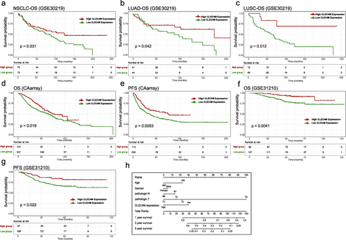 Figure 3 Prognostic value of CLEC4M in NSCLC. (a) OS curves of all NSCLC samples in GSE30219. (b and c) OS curves of LUAD and LUSC samples in GSE30219. (d and e) OS and PFS curves of NSCLC patients in CAarray database. (f and g) OS and PFS curves of NSCLC patients in GSE31210. (h) Nomogram plot of independent clinicopathological features in GSE30219.
