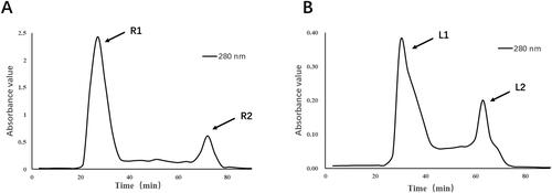 Figure 1. Separation and purification of crude protein from deer antler base.