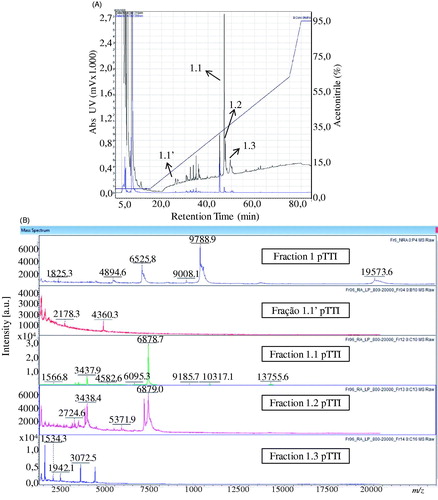 Figure 4. Chromatogram and spectra in MALDI-TOF fractions obtained from Fr1 after reduction and alkylation. (A) Chromatogram of Fr1 after reduction and alkylation, with designation of the purified fractions. (B) Spectra acquired in MALDI-TOF from purified fractions of the reduced and alkylated Fr1 with respective chromatogram designation.