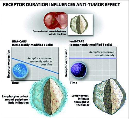 Figure 1. RNA CARs are unable to penetrate tumor sites, while lenti CARs infiltrate and mediate anti-tumor responses.