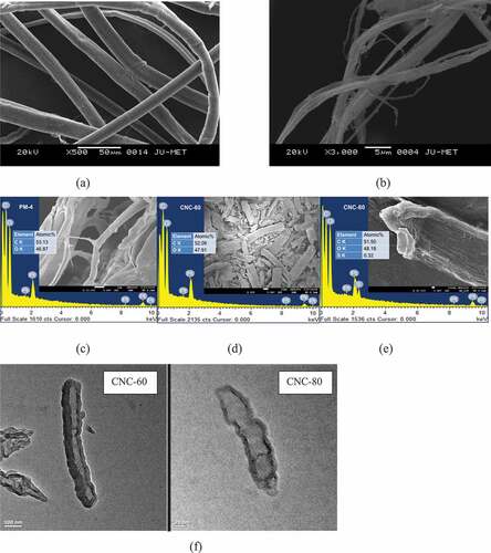 Figure 4. SEM (a) untreated crotalaria juncea (RM), (b) alkali treated crotalaria juncea (PM-3), SEM-EDS micrograms and spectra of (c) PM-4, (d) CNC-60 and (e) CNC-80; (f) TEM images of cellulose nanocrystals prepared under different hydrolysis conditions: 60% acid concentration; 80% acid concentration.