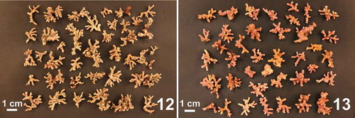 Figs 12–13. Examples of thallus morphology found within the Smith-McIntyre grab samples collected within the maerl beds of Rade de Brest (subarea R15, Fig. 12) and Camaret (subarea C2, Fig. 13).