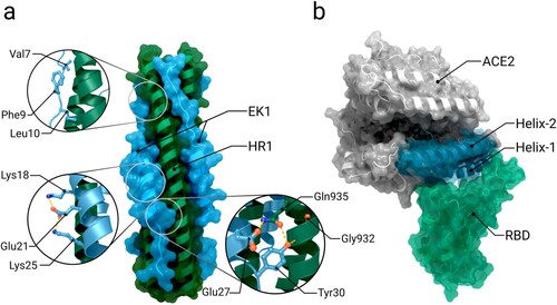 Figure 7. Alternative spike inhibition approaches. (a) Structure of the six-helix bundle formed by the spike’s HR1 domain (dark green) and inhibitor EK1 (blue) (PDB 7C53). Important interactions within the six-helix bundle are shown as sticks in inset images. (b) Structure of ACE2 bound to the receptor-binding domain (RBD) (PDB 6M0J). The ACE2-trap consists of the two N-terminal α-helices Helix-1 and 2 of ACE2 (highlighted in blue).