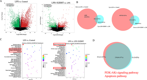 Figure 3 Genome-wide gene expression profiling of cardiac tissues from mice with sepsis after XJDHT treatment. (A) Volcano plots comparing gene expression profiles (fold change ≥ 2, P < 0.05). (B) Overlapping areas represent genes under-expressed in the LPS group but over-expressed in the LPS + XJDHT group (n = 206) and genes over-expressed in the LPS group but under-expressed in the LPS + XJDHT group (n = 324). (C) KEGG pathway enrichment analysis of differentially expressed transcripts for LPS+NS vs control and LPS+XJDHT vs LPS+NS. (D) Overlapping KEGG pathways for LPS+NS vs control and LPS+XJDHT vs LPS+NS.