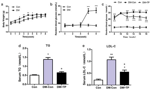 Figure 1. The changes in body weight (a) and random blood glucose (b) during the generation of type 2 diabetic mice (n = 8-23/group). And the changes of RBG (c), serum TG (d) and LDL-C (e) in each groups after BAT transplantation (n = 5-8/group). *P < 0.05 vs Con; **P < 0.01 vs Con; ***P < 0.001 vs Con; +P < 0.05 vs DM-Con; +++P < 0.001 vs DM-Con