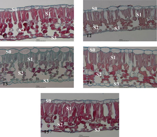 Figure 3. Effects of exogenous application of melatonin on the anatomical structure of blueberry leaves under mixed salt stress.Note: Blueberry leaf cross-sections at 400× magnification are shown; scale bars =1:50 μm. Control T1: nonstressed plants, watered with 1/10 modified Hoagland nutrient solution. Control T2: watered with saline (90 mmol·L−1 mixed salt + 1/10 modified Hoagland nutrient solution); T3, T4, and T5: watered with sprays of 100, 200, and 300 μmol·L−1 melatonin solution and saline (90 mmol·L−1 mixed salt + 1/10 modified Hoagland nutrient solution), respectively. S0: upper epidermis; S1: palysade parenchyma; S2: spongy parenchyma; S3: lower epidermis.