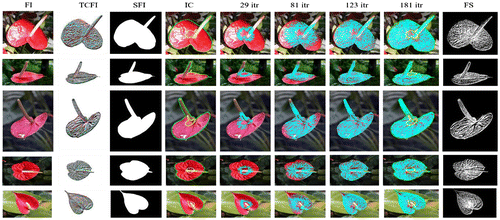Figure 8. Flower segmentation process.