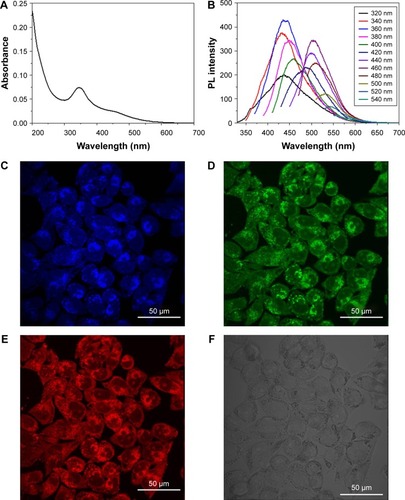 Figure 3 Fluorescent properties and cell imaging of Re-CDs.Notes: (A) UV–vis spectrum of Re-CDs. (B) The PL emission spectra of Re-CDs with progressively longer excitation wavelengths from 320 to 540 nm in 20 nm increments. (C–F) Cell imaging of A375 cells treated with Re-CDs under ultraviolet (C, 360–380 nm), blue (D, 460–480 nm), green (E, 510–530 nm) light excitation and bright field (F).Abbreviations: PL, photoluminescence; Re-CDs, Re-based carbon dots; UV–vis, ultraviolet–visible.