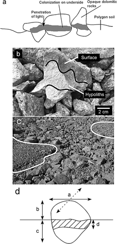 FIGURE 3.  Hypolithic colonization of frost-sorted polygons. (a) Schematic showing localization of hypolithic growth. (b) Photograph showing an excavated rock colonized by cyanobacteria. (c) Patterns of frost-sorted ground. White lines separate “inside” and “outside” of polygons, as used to study colonization patterns in this paper. Image is 2 m across. (d) Diagram showing measurements taken to quantify colonization (described in Methods)