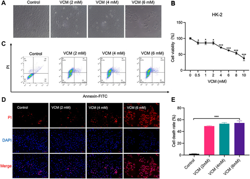 Figure 3 VCM induced HK-2 cell death. (A) Morphological changes of HK-2 cells caused by low concentrations of VCM (2–6 mM). (B) CCK-8 assays revealed decreased viability of HK-2 cells caused by different concentrations of VCM. (C) Flow cytometry analysis revealed VCM-induced HK-2 cell death. (D) Fluorescence microscopy showed more PI-positive cells after treatment with different concentrations of VCM. Bar graph, 50 μm. (E) Statistical analysis of the flow cytometry results. *P<0.05, *** P<0.001.