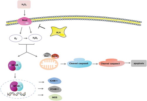 Figure 8. Potential molecular signaling pathways that ALA protects against H2O2-induced HUVECs damage.