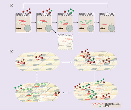 Figure 3. Models for defective viral genome cycling. (A) Intracellular cycling begins with a cell infected with standard virus. Upon virus replication DVGs slowly accumulate and are shed in Defective interfering (DI) particles. Cells that accumulate DVGs may escape cell death and instead transition to a DVG-high status where virus is no longer produced and viral proteins are not longer made due to interference. As a result, viral RNA decreases and the cycle is reinitiated given that DVGs are somehow eliminated. (B) In a population model, cycling also begins with a standard virus infection. As the infection propagates, DVGs form and DI particles are shed. Cells failing to produce DVGs die while cells able to replicate DVGs survive accumulating DVGs until reaching a high content accompanied by low standard virus. As DVGs interfere with viral protein production within cells, DVG and virus production diminishes. Cells that have died from infection with standard virus are eventually replaced by new cells allowing the cycle to begin again as standard virus infects those new uninfected cells.DVG: Defective viral genome.