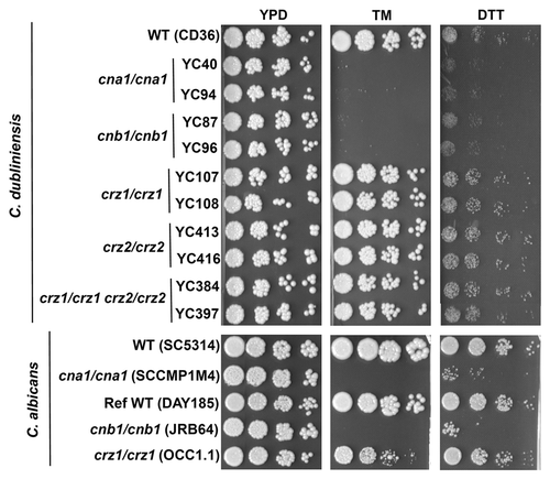 Figure 2. Calcineurin functions are conserved whereas Crz1 has different roles during ER stress in C. albicans and C. dubliniensis. C. dubliniensis and C. albicans calcineurin mutants were hypersensitive to the ER stress inducers tunicamycin (TM) and dithiothreitol (DTT). The C. albicans crz1/crz1 mutants, but not C. dubliniensis crz1/crz1 mutants, exhibit TM sensitivity intermediate between wild-type and calcineurin mutants. Cells were grown overnight in YPD medium at 24°C, washed twice in dH2O, 5-fold serially diluted, and spotted onto YPD medium containing TM (1 µg/ml) or DTT (45 mM). All strains were spotted on the same media. Strains tested are described in reference.Citation9