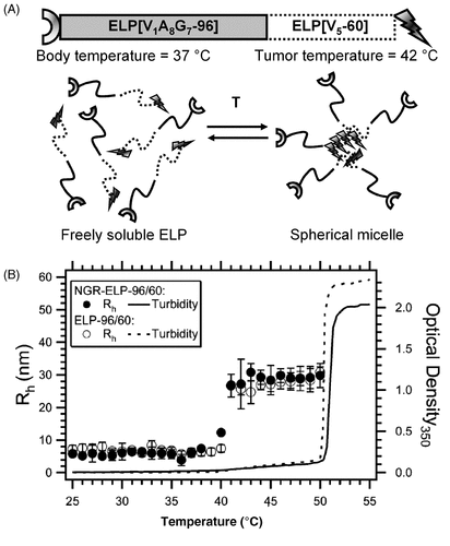 Figure 2. Elastin-like polypeptide block copolymers: affinity modulated switches. (A) An ELP block copolymer with a hydrophilic [V1A8G7-96] amino terminus and a hydrophobic [V5-60] carboxy terminus. Also indicated are an amino terminal NGR peptide ligand (half-ring) and a carboxy terminal therapeutic agent (lightning bolt). At body temperature the ELPs are monomeric, but at 42°C the ELPs assemble into spherical micelles decorated with multiple ligands. (B) Hydrodynamic radius and optical density as a function of temperature for ELP block copolymers with and without the NGR peptide ligand. For 25 µM peptide, Both ELPs are monomeric at 37°C and multimeric at 42°C. Error bars indicate polydispersity. (Reproduced with permission Citation[30]).