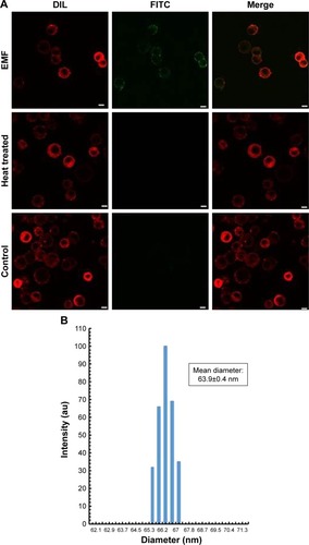 Figure 2 Silica nanosphere internalization of PC 12 cells following EMF exposure.Notes: (A) CLSM images showing fluorescent silica nanospheres being internalized by PC 12 cells after being exposed to EMF radiation. Scale bar: 5 µm. (B) Characterization of silica nanospheres clusters in working solution. DLS results for silica nanospheres after sonication (15 minutes) revealed that the nanospheres are present in clusters of 3–4 as an effective diameter of 63.9 nm was recorded.Abbreviations: EMF, electromagnetic field; DLS, dynamic light scattering; CLSM, confocal laser scanning microscopy; FITC, fluorescein isothiocyanate.