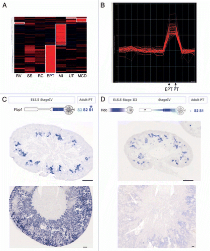 Figure 2 Identification of anchor genes for the early proximal tubule. (A) Heatmap showing genes with the greatest subcompartment specificity. Note the strong subgroup of early proximal tubule (EPT)-specific genes. (B) Intensity plot displaying those genes with the tightest specificity of expression to proximal tubule (PT)/early proximal tubule (EPT) compared with other compartments isolated in Brunskill et al. (C) Validation of specificity of expression of Fbp1 to the proximal tubule from Stage IV of nephron development, expression in developing kidney at E15.5 (top SISH part) and location of the continued expression of this gene in adult kidney (bottom part). (D) Analysis of location of expression of Hdc during development and in adulthood with expression commencing in the earlier Stage III of nephron development (capillary loop stage; top part) and continuing in the adult proximal tubule, notably in segments S1 and S2 (bottom part). Microarray analysis courtesy of Rathi Thiagarajan and Sean Grimmond. SISH data courtesy of Bree Rumballe and Kylie Georgas and available via www.gudmap.org.